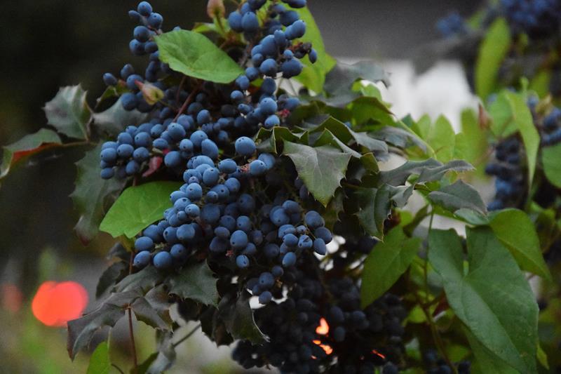 Primitivo: Uma Uva, Diversos Vinhos