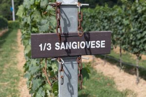Uva Sangiovese: Conheça os segredos da rainha dos vinhos italianos