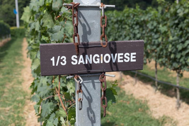 Uva Sangiovese: Conheça os segredos da rainha dos vinhos italianos