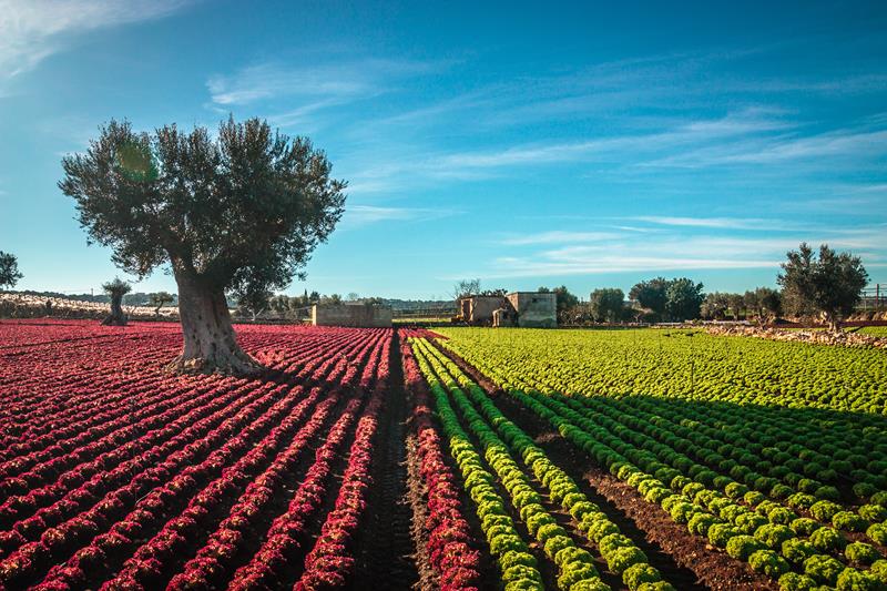 Mito ou verdade: vinho verde pode ser tinto, branco ou rose? Descubra!