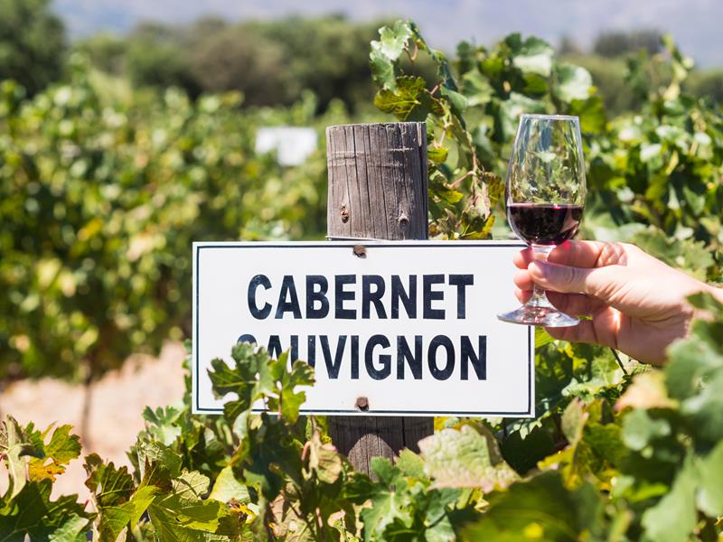 Cabernet Sauvignon: tudo o que você sempre quis saber