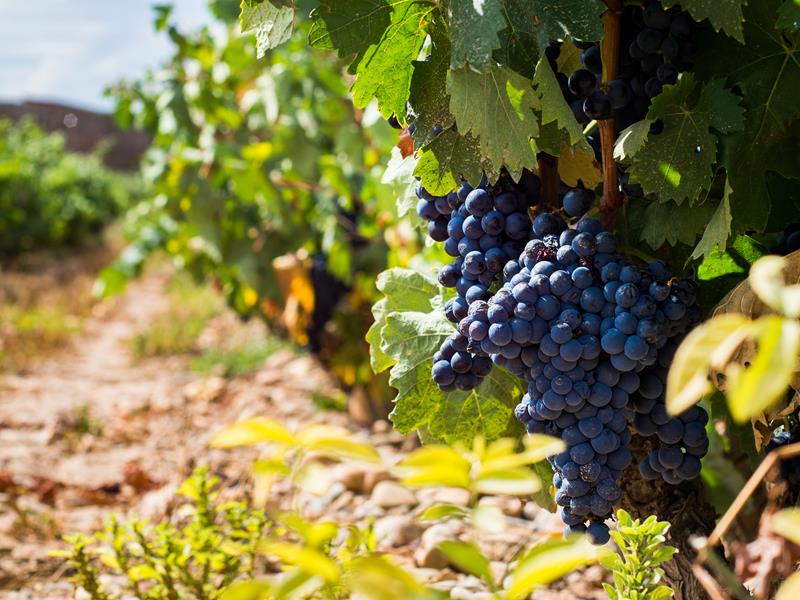 Carménère: um guia sobre essa conceituada uva!