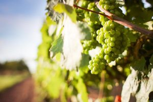 Chardonnay: a rainha dos vinhos brancos