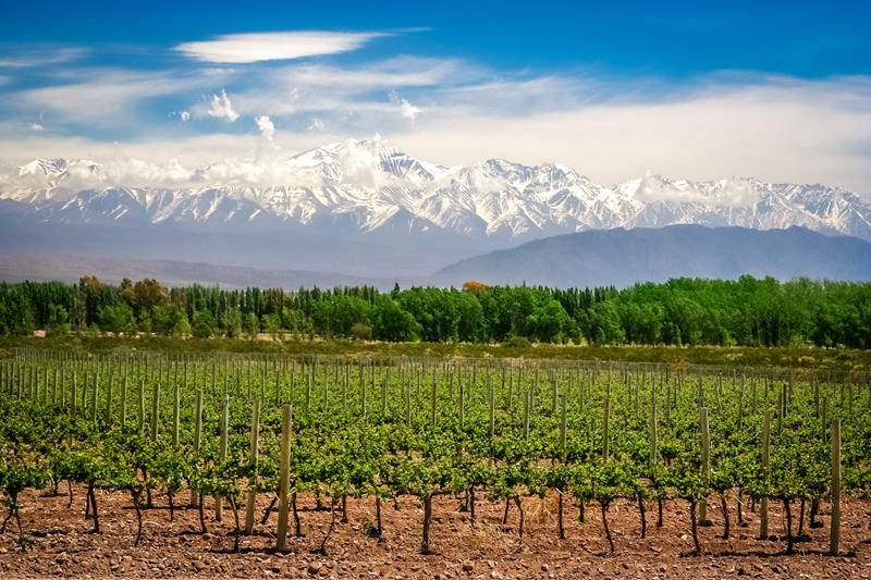 Conheça mais sobre a famosa uva Malbec