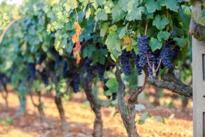 Primitivo di Manduria: conheça mais sobre a região e seus famosos vinhos Primitivo di Manduria: conheça mais sobre a região e seus famosos vinhos