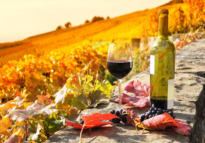 Explore o vinho Barolo, o vinho dos reis!