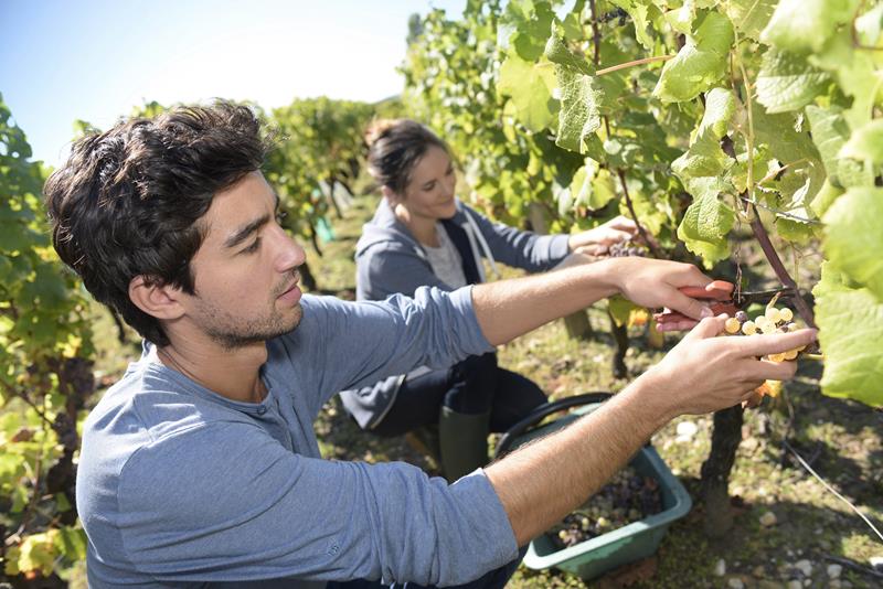 história do vinho